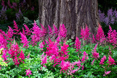 Japan. Garten